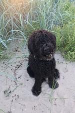 Hotel & Restaurant Pommerscher Hof - Top-Hundeurlaub