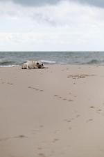 Hotel & Restaurant Pommerscher Hof - Top-Hundeurlaub