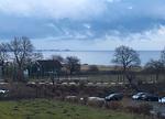 Blick auf den Strand und das Wasser - Ferienpark App. 595/5  - Sierksdorf - Top-Hundeurlaub