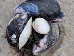 Strandszene mit Muscheln im Sand - Nautica App A6, Strandallee 65 Haffkrug - Top-Hundeurlaub