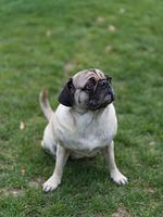 Urlaubsangebote - Top-Hundeurlaub