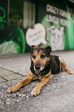Think Pawsitive - Top-Hundeurlaub
