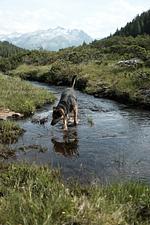 Think Pawsitive - Top-Hundeurlaub