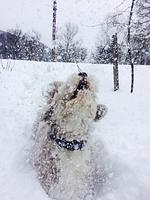 Ruhiges Silvester im Dirndltal - Top-Hundeurlaub