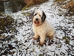 Ruhiges Silvester im Dirndltal - Top-Hundeurlaub