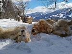 HUNDSTAGE IM WINTER - Top-Hundeurlaub