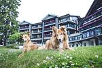 Longevity Deluxe für vier Pfoten - Top-Hundeurlaub