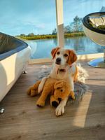 Hundeurlaub auf dem Wasser - Top-Hundeurlaub
