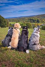 Wanderwoche in der Eifel - Top-Hundeurlaub