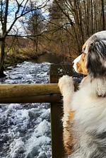 Wanderwoche in der Eifel - Top-Hundeurlaub