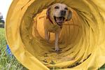 Halbpension PLUS - Top-Hundeurlaub