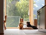 Wuff & Weg – Ihr Hund reist gratis mit! - Top-Hundeurlaub