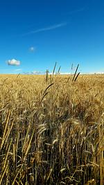 Ein Sommer wie damals... - Top-Hundeurlaub