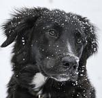 Landurlaub mit Stil - Winterspecial Bauernhofurlaub - Top-Hundeurlaub