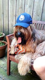 Ein Sommer wie damals... - Top-Hundeurlaub