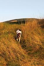 Harzer Hexenstieg - Top-Hundeurlaub