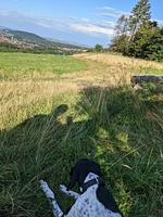 Hütten- & Almentour - Top-Hundeurlaub