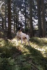 Hütten- & Almentour - Top-Hundeurlaub