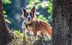 Wanderwochen mit Hund - Top-Hundeurlaub