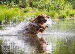 Sommertage im Juli & August - Top-Hundeurlaub
