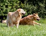 Sommertage im Juli & August - Top-Hundeurlaub