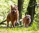 Sommertage im Juli & August - Top-Hundeurlaub