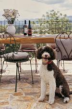 Länger bleiben (mit Hund)  - Top-Hundeurlaub