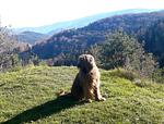 Wandern - Wellness - Kultur - Top-Hundeurlaub