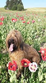 Singleurlaub mit Hund  - Top-Hundeurlaub