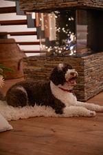 A ruhige Zeit am Wildbachberg: 3+2 Nächte - Top-Hundeurlaub