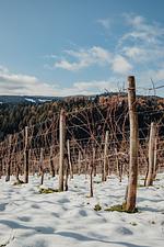 A ruhige Zeit am Wildbachberg: 3+2 Nächte - Top-Hundeurlaub
