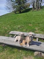 Neues Arrangement - Top-Hundeurlaub