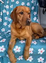 Coco´s Sommerfrische - nur wenige Termine - Top-Hundeurlaub