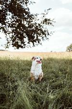 Eine Auszeit mit Hund - perfekt für pawrents - Top-Hundeurlaub