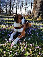 Family + Dog ab 3 Übernachtungen - Top-Hundeurlaub