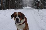 Winter im Bayerischen Wald - Top-Hundeurlaub
