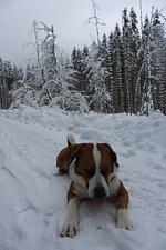 Winter im Bayerischen Wald - Top-Hundeurlaub