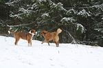 Winter im Bayerischen Wald - Top-Hundeurlaub