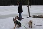 Winter im Bayerischen Wald - Top-Hundeurlaub