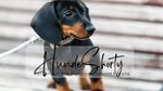 HundeShorty - Top-Hundeurlaub