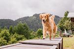 Hundetrainingswoche mit Michaela - Top-Hundeurlaub