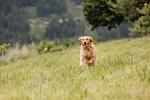 Hundetrainingswoche mit Michaela - Top-Hundeurlaub