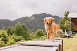 6 Nächte zahlen und 7 Nächte bleiben - Top-Hundeurlaub