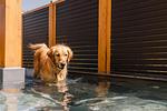 6 Nächte zahlen und 7 Nächte bleiben - Top-Hundeurlaub