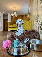 Dog & Nature Special - Top-Hundeurlaub