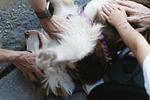 Dog & Nature Special - Top-Hundeurlaub