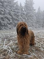 Advent im Waldviertel - Top-Hundeurlaub