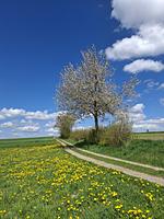 Ostern 2027 - Top-Hundeurlaub