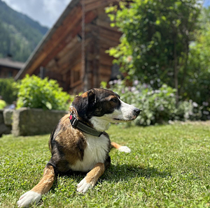 Hüttenurlaub mit Hund