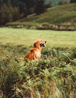 Nachhaltig mit Hund